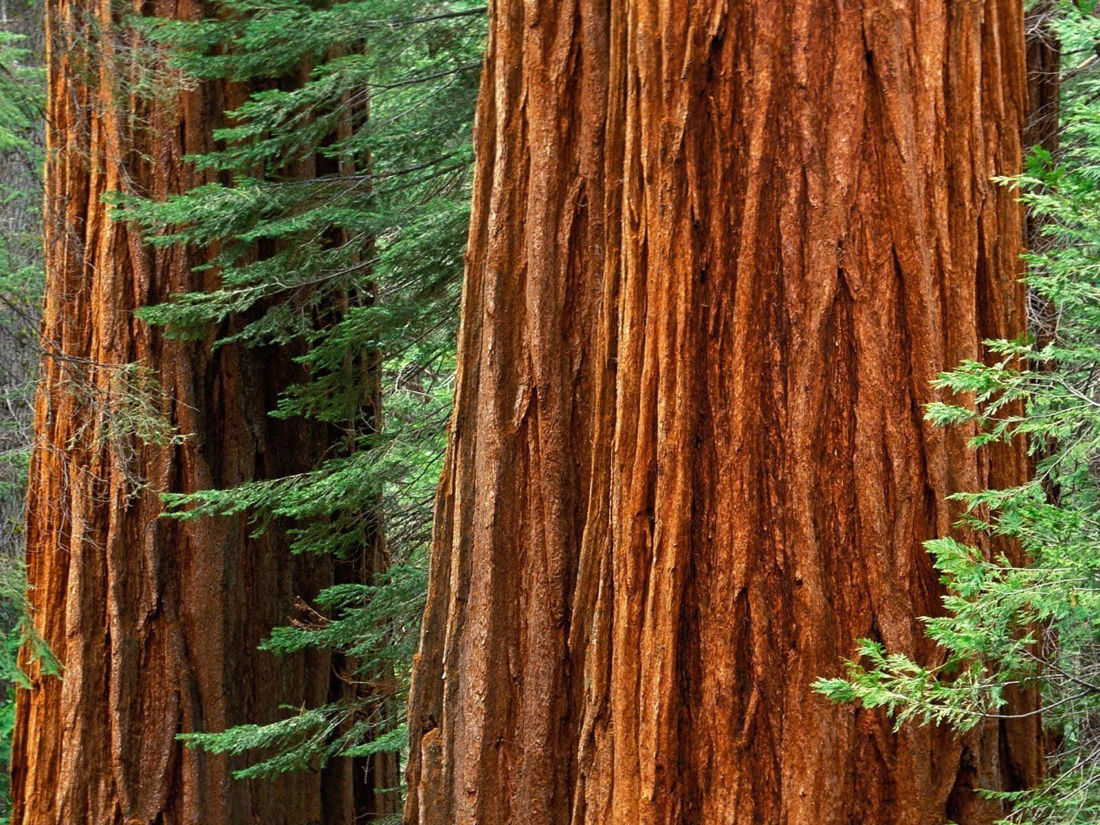 1600x1200 Download Cedar Tree Trunk Picture