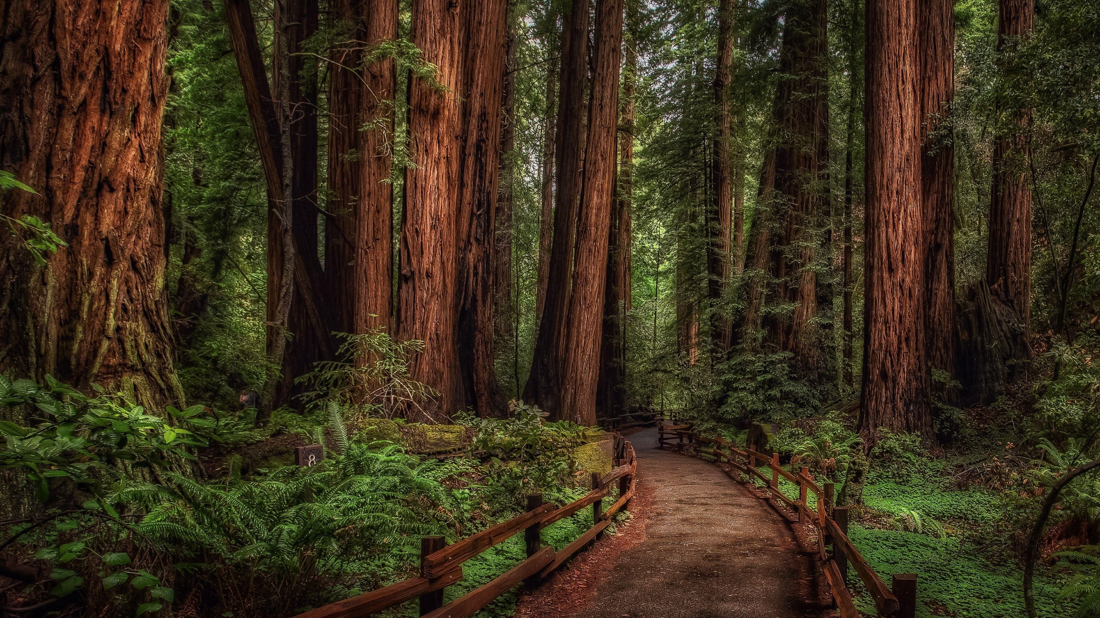 3840x2160 Cedar Tree Wallpaper