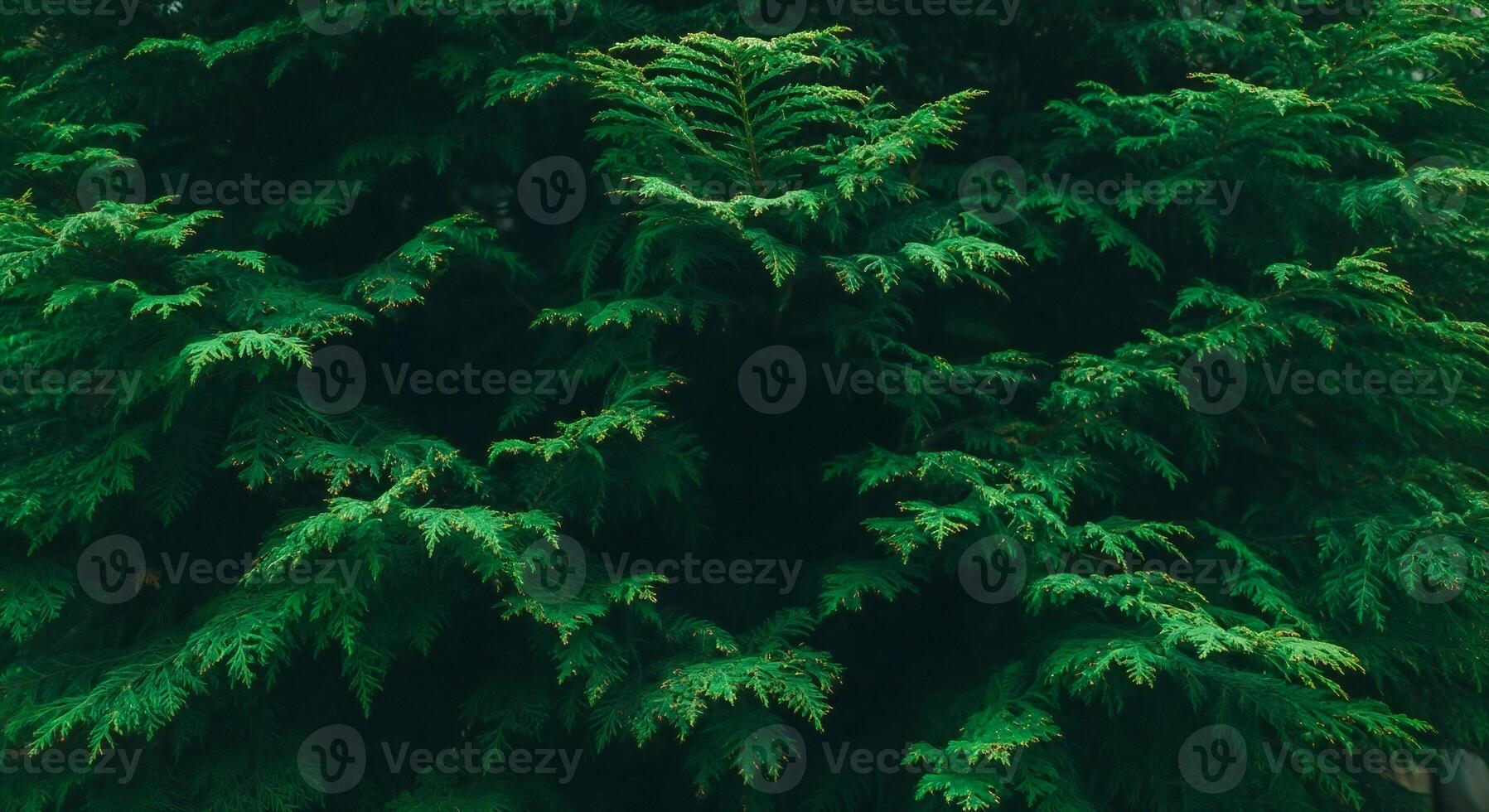 1797x980 Nature background, Nature wallpaper, Dense dark green cedar tree foliage with textured branches and detailed needles