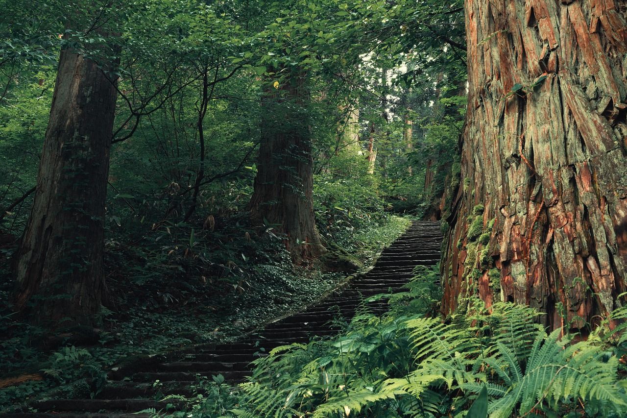 1280x853 Cedar Trees Forest Shrine