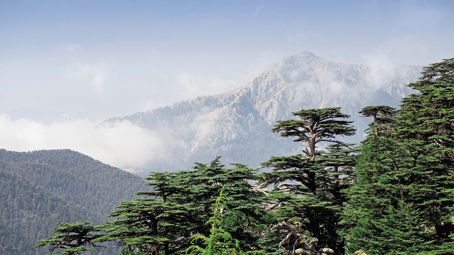 1920x1080 Ecology of Cedars: A very long relationship
