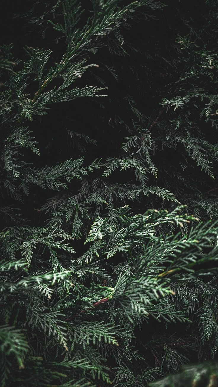 736x1307 Wallpaper cedar