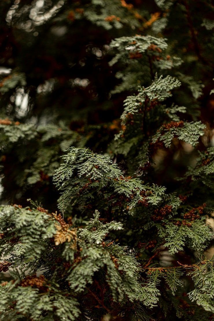 740x1110 Cedar tree background Image