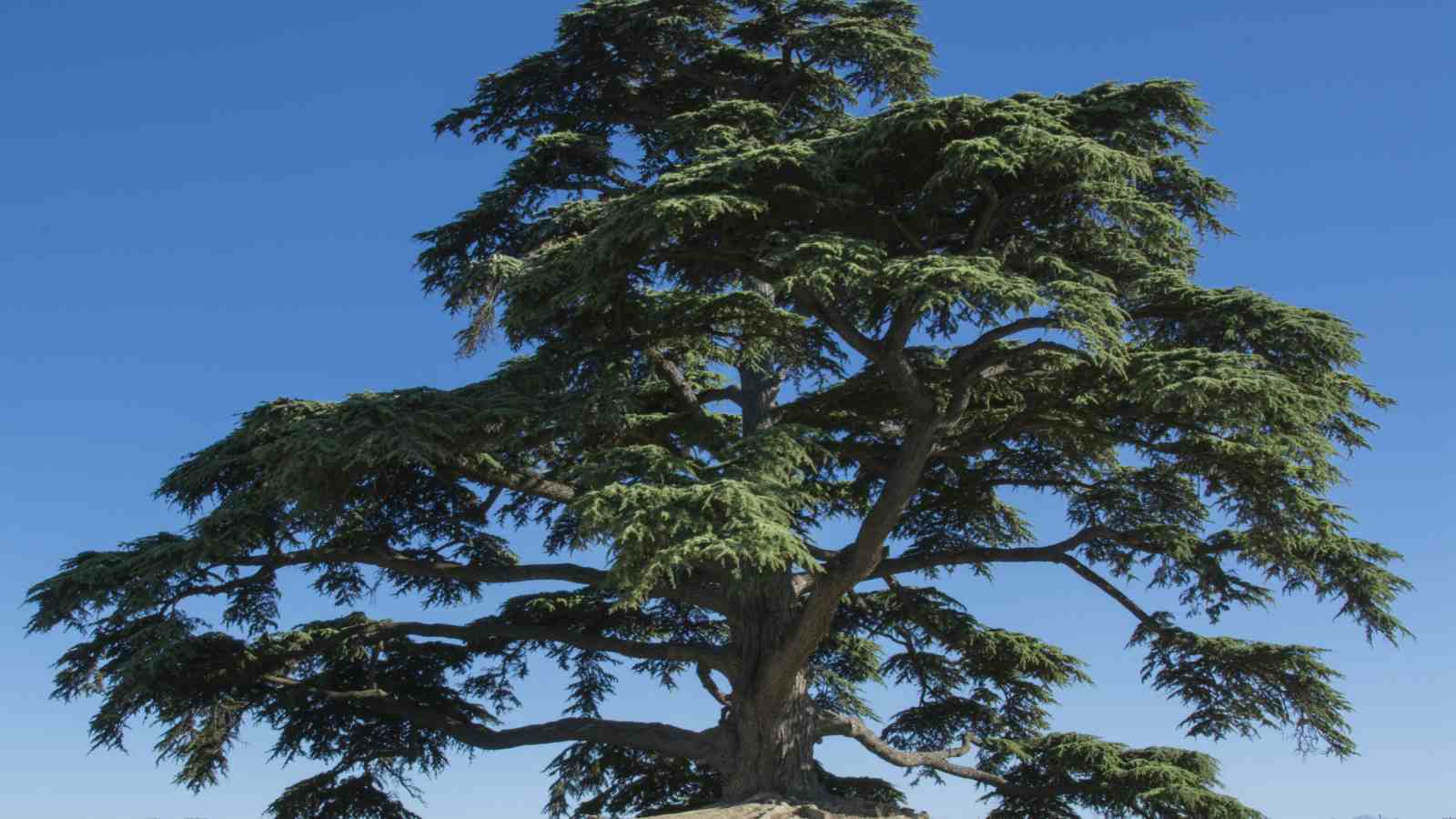 1600x900 Different Types of Cedar Trees with Picture