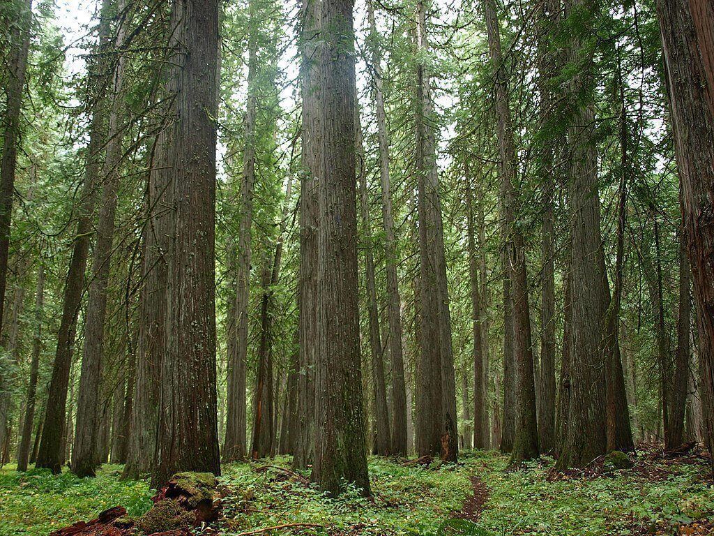 1024x768 The Power of the Western Red Cedar. Montana Natural History Center