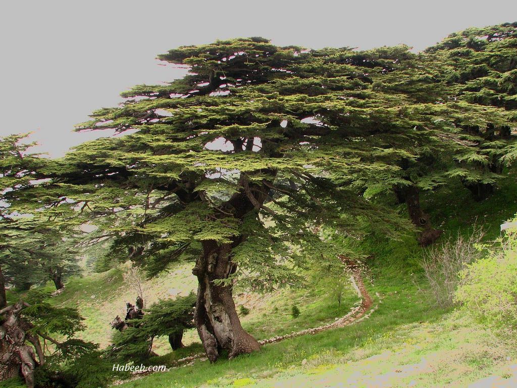 1024x768 Mature Cedar Of Lebanon Tree, On Simple Pathway To Elevated Shrine. A Modern Day Picture Likely To Be Indicative Of The Look Of The 'black Kishkanu' Tree Of Erida Eridu
