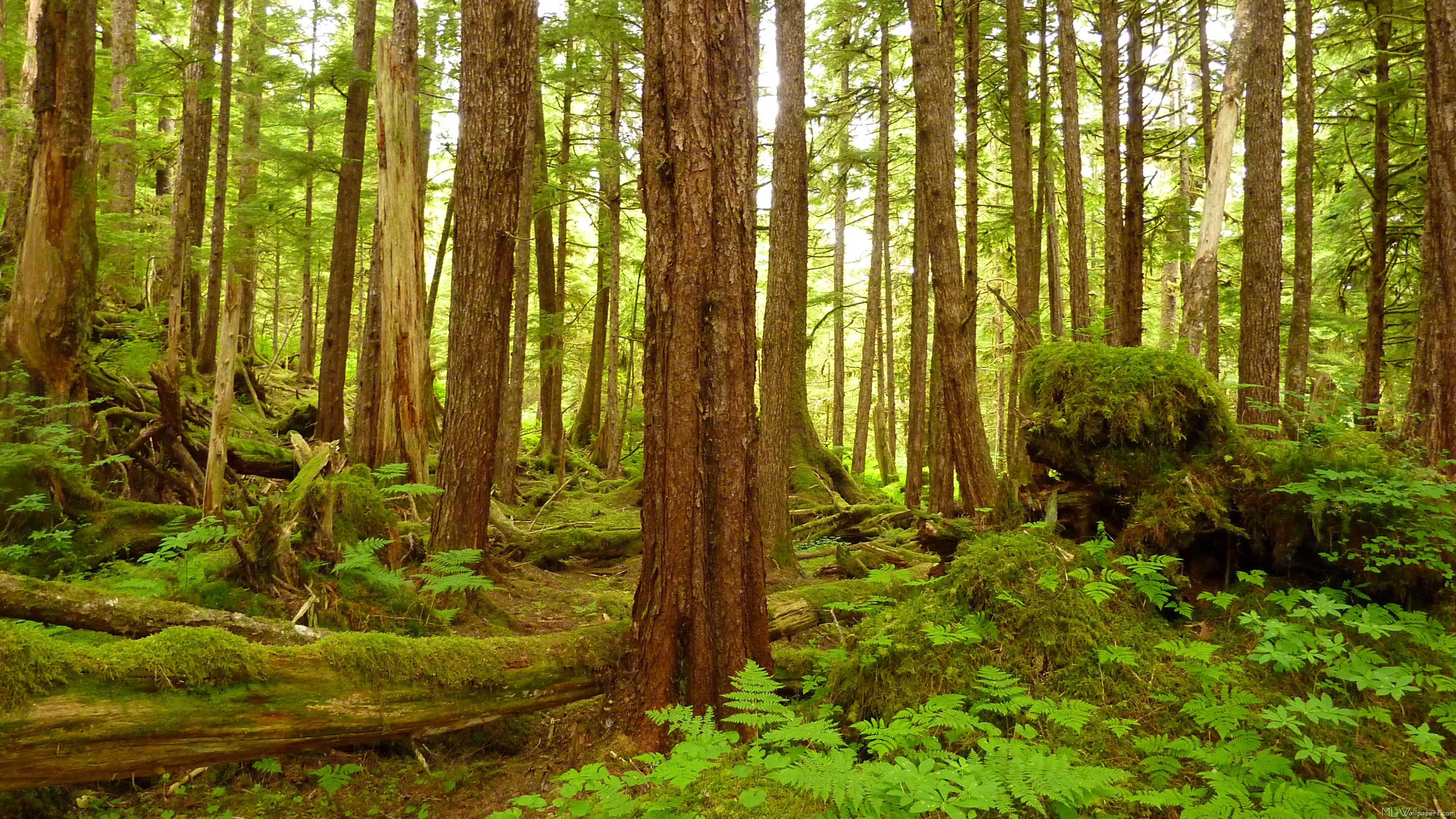 3841x2160 MLeWallpaper.com Temperate Rainforest