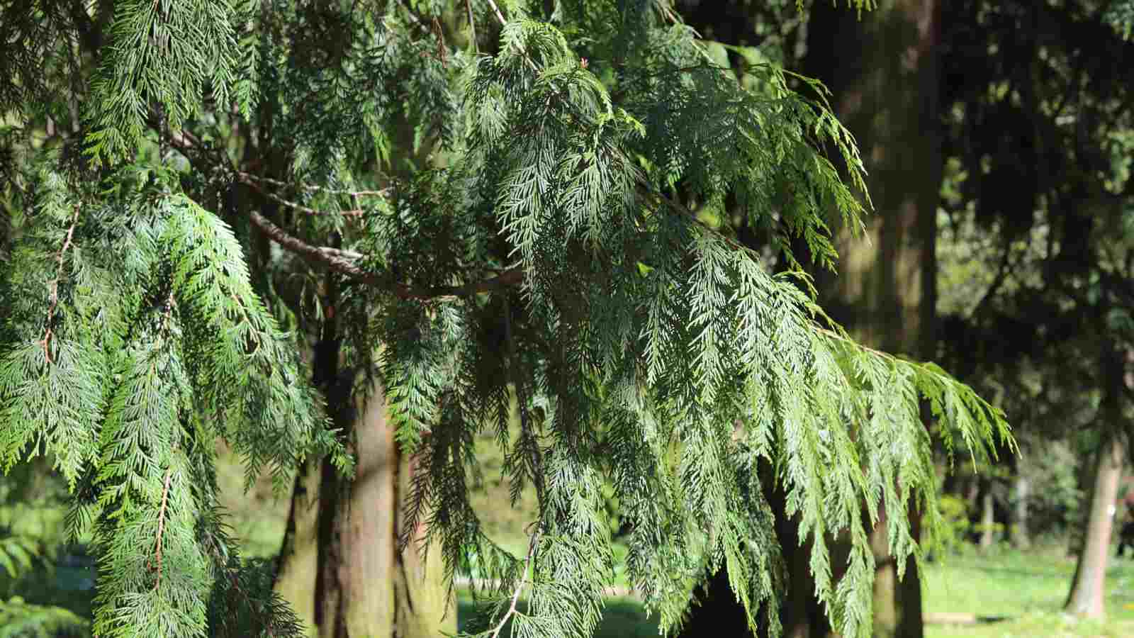 1600x900 Different Types of Cedar Trees with Picture