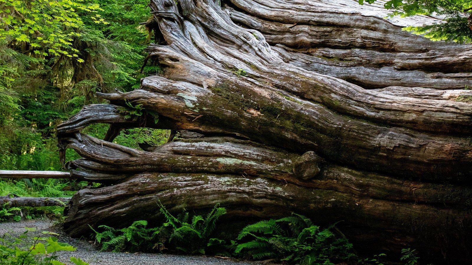 1600x900 Staircase Big Cedar Tree (U.S. National Park Service)