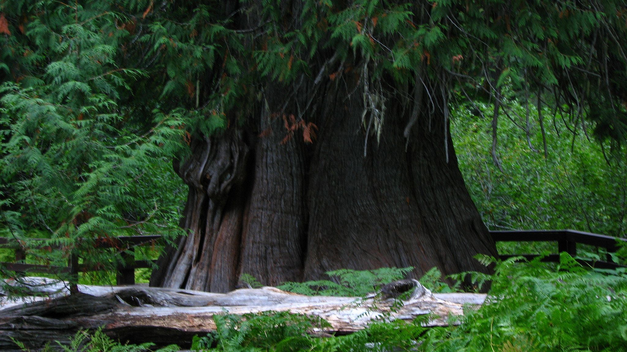 2048x1152 This Ancient Cedar Tree In Idaho Is Older Than Most Countries