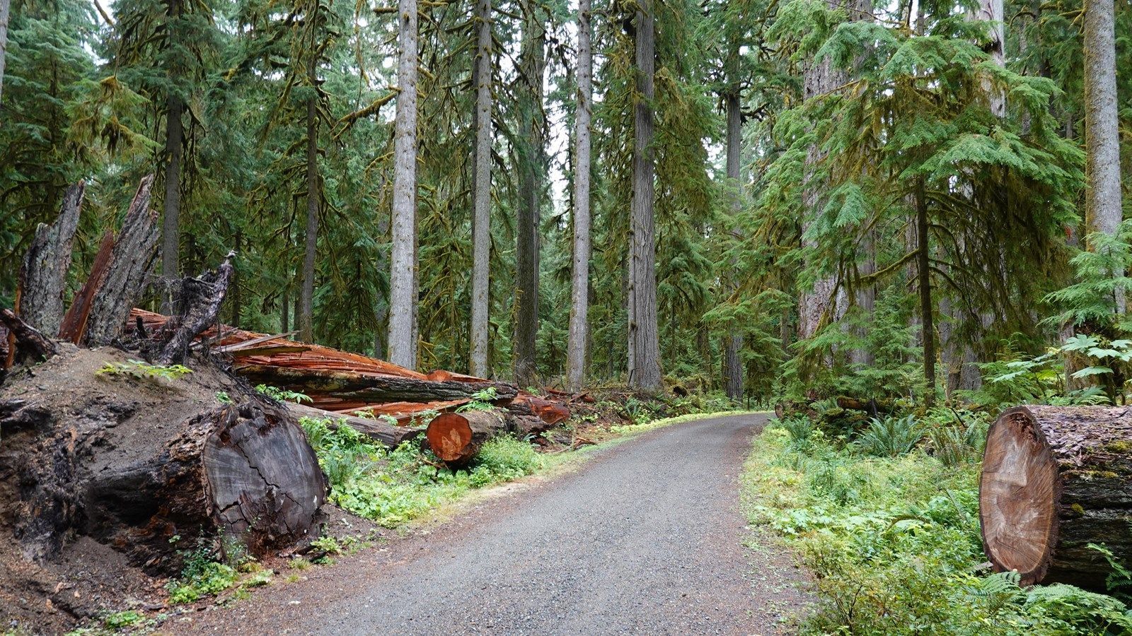 1600x900 Old Mine Tour: Western Red Cedar (U.S. National Park Service)