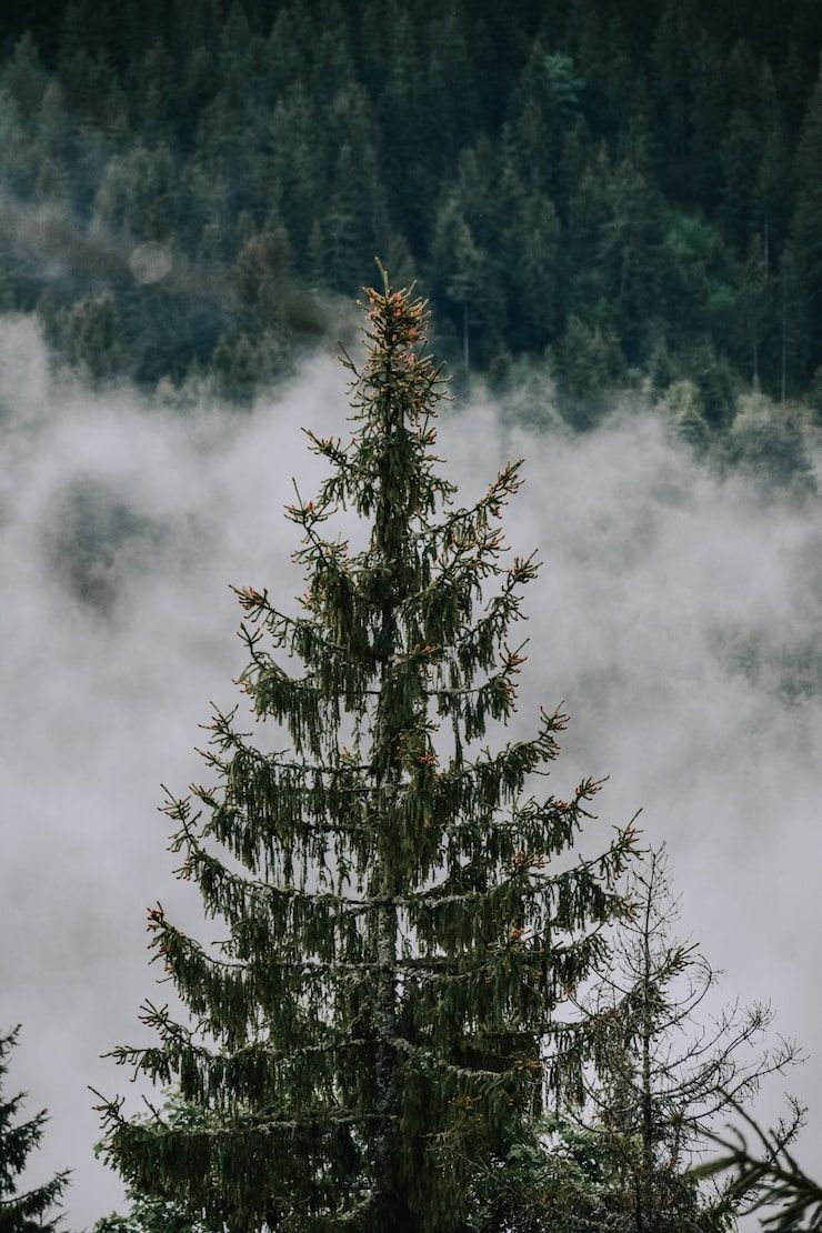 740x1110 Cedar tree wallpaper Image