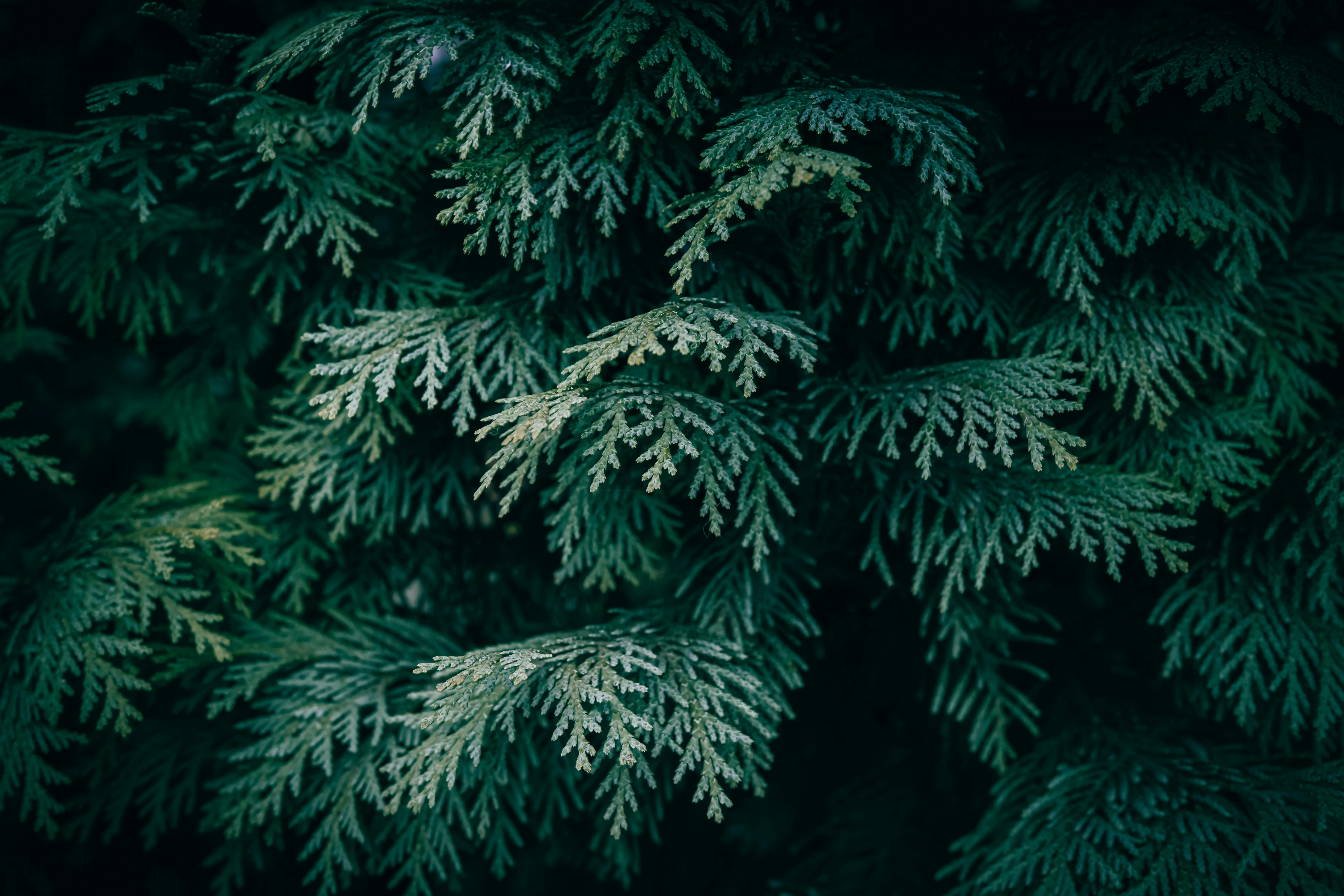 6960x4640 A close up of White Cedar branches · Free
