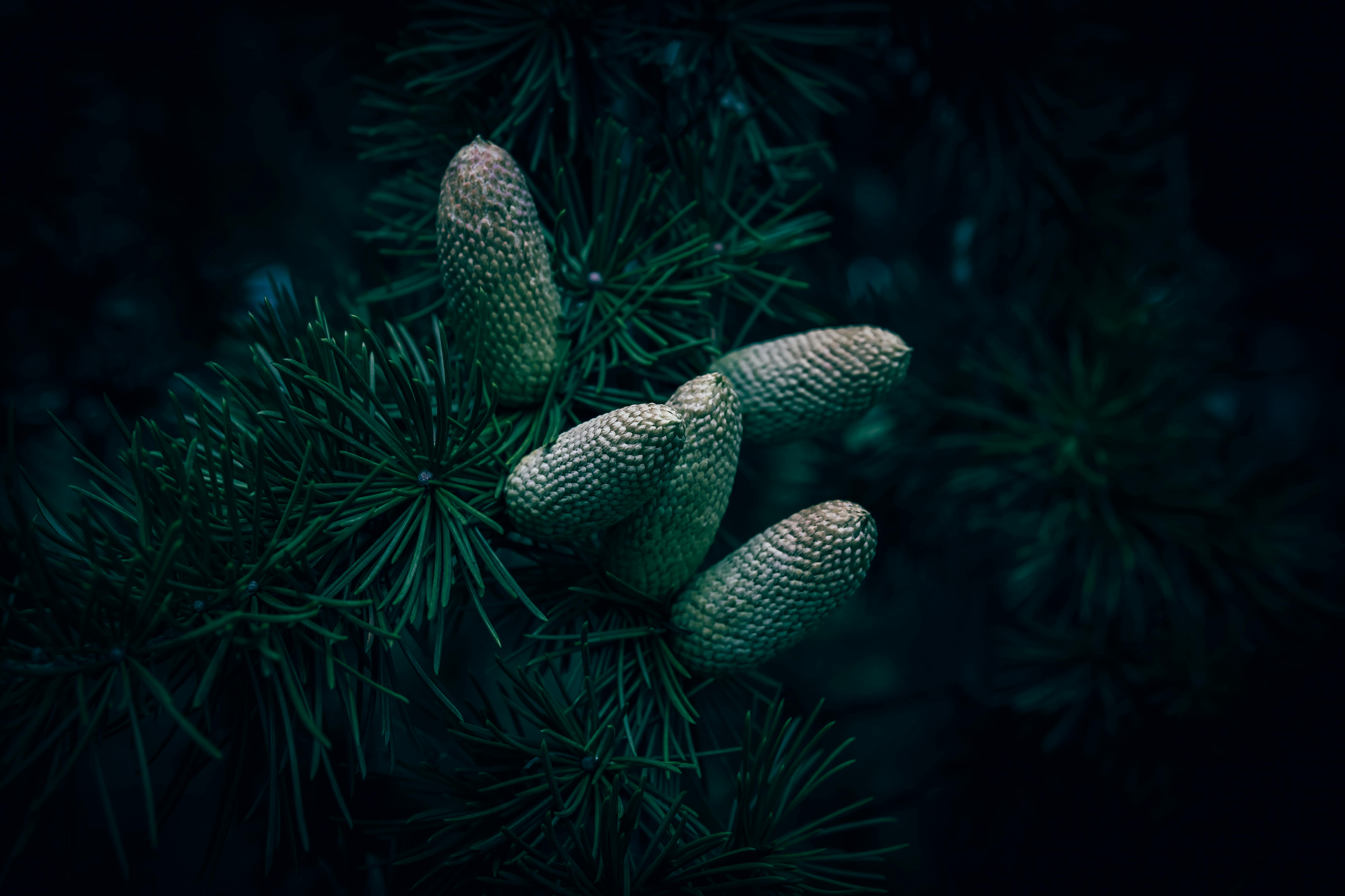 6960x4640 Cedar Trees Photo, Download The BEST Free Cedar Trees & HD Image