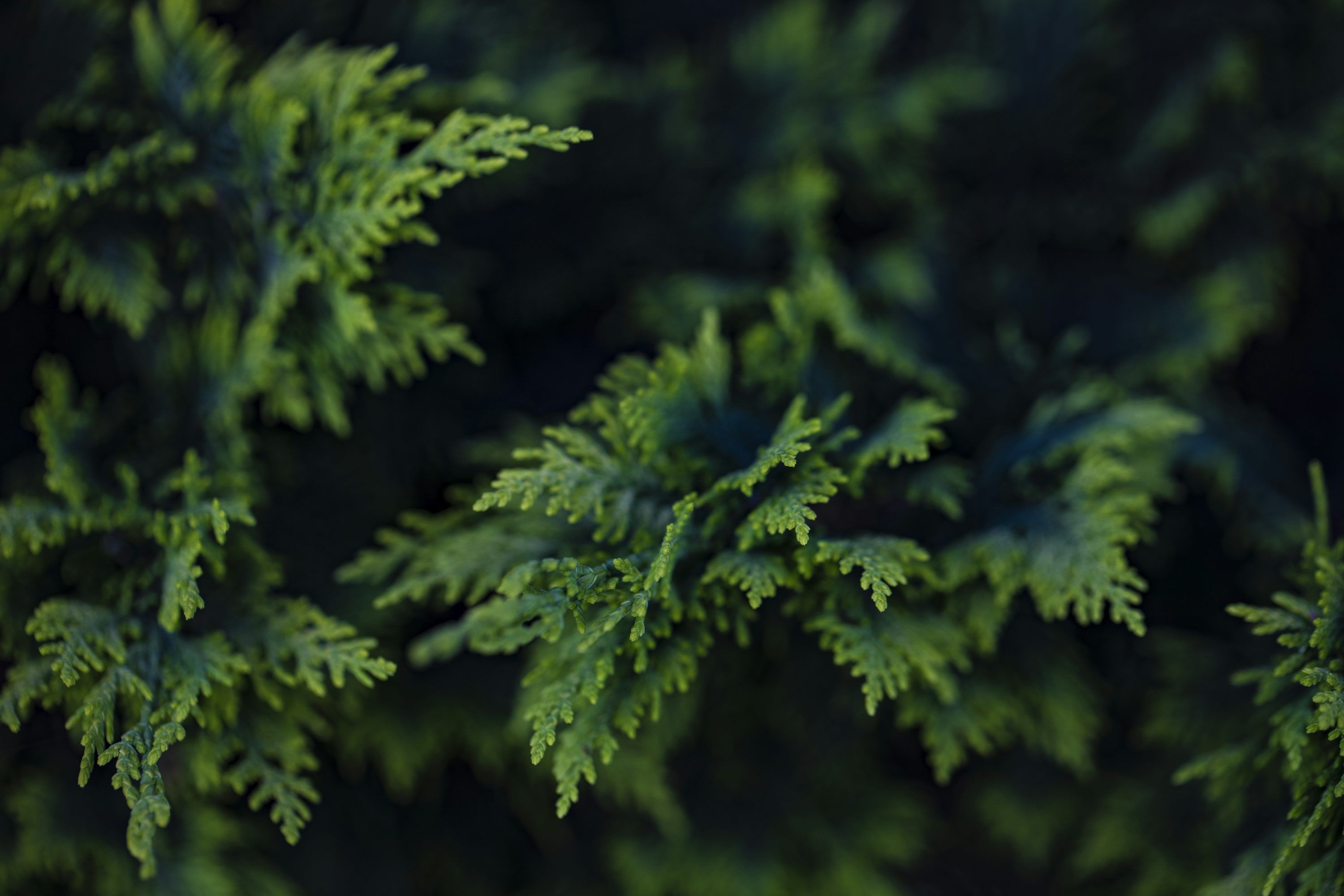 3000x2000 Cedar Picture. Download Free Image