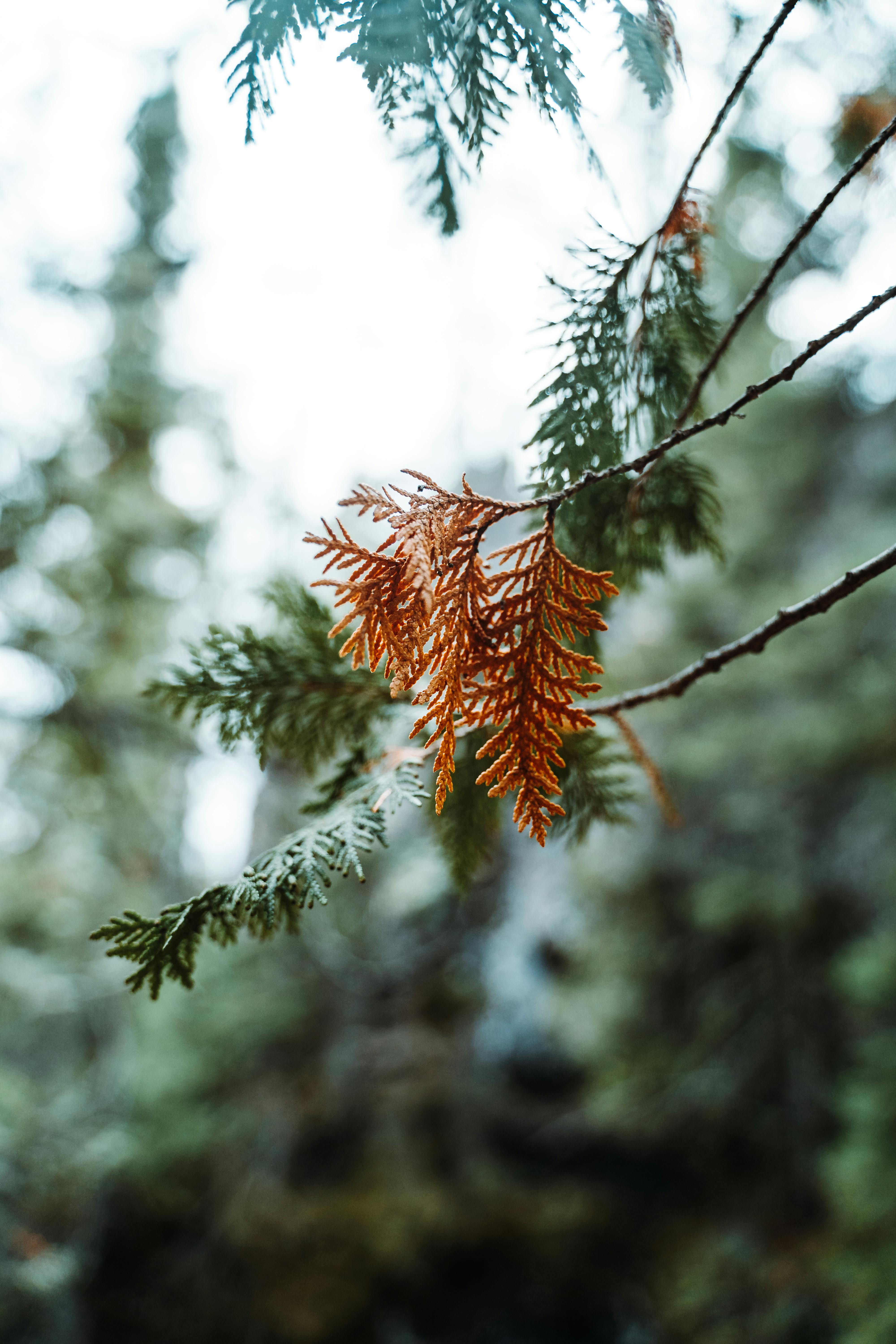 4000x6000 Brown Cedar Leaves Hanging on Tree Branch · Free