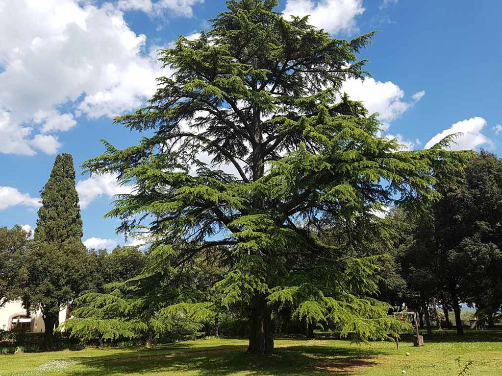1024x768 Cedar Trees & Growing Guide