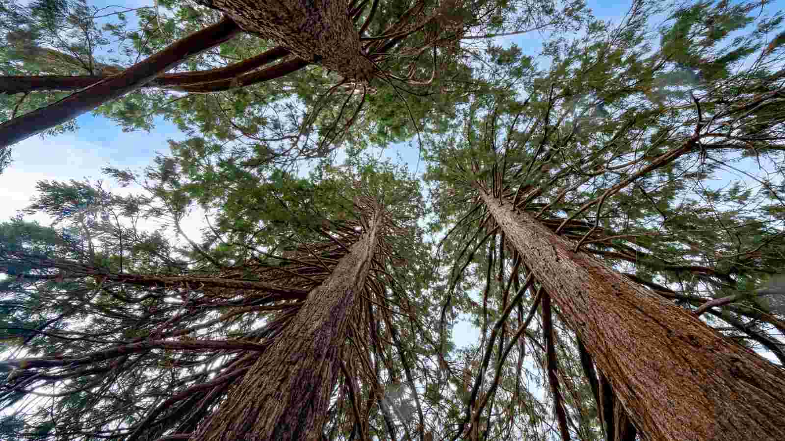 1600x900 Different Types of Cedar Trees with Picture