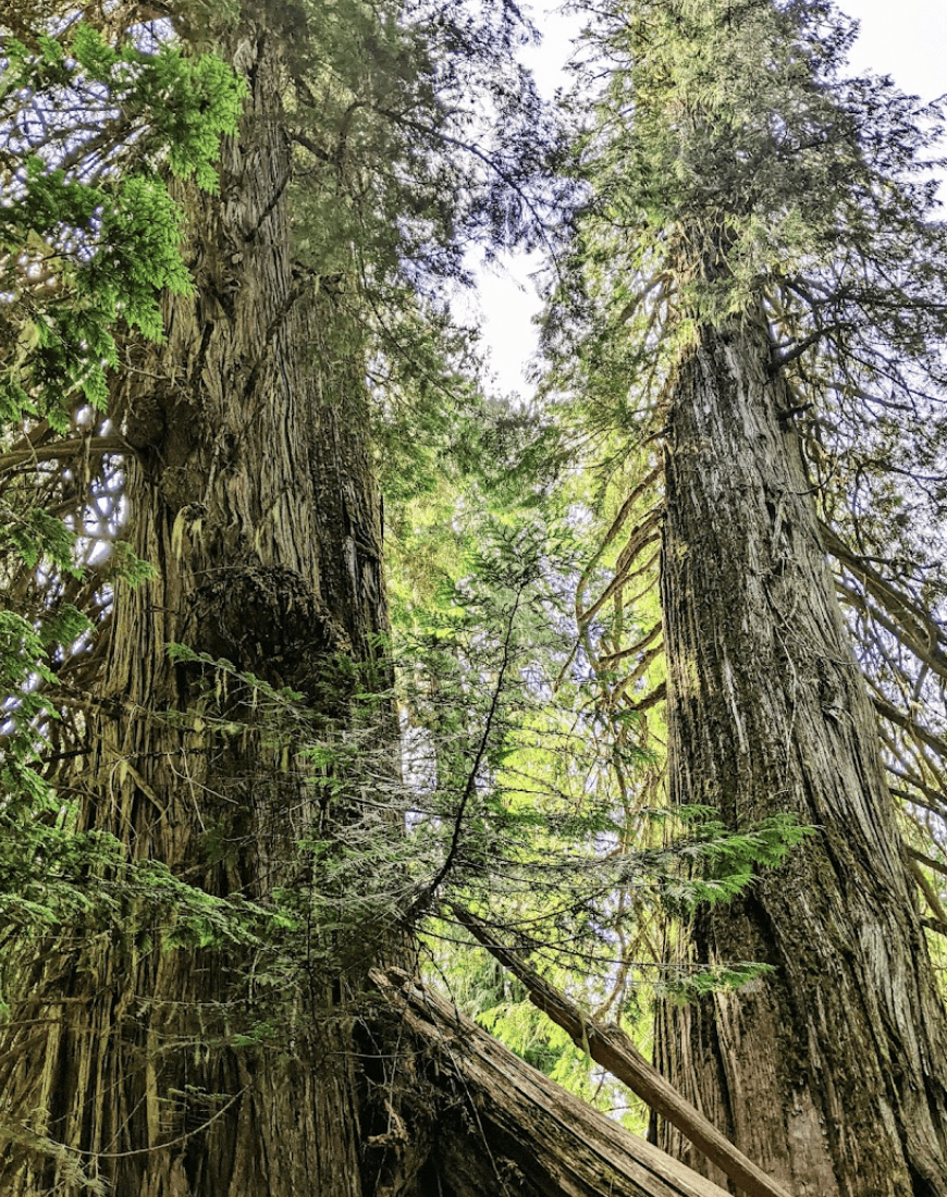 870x1100 Few People Know About This Massive Cedar Tree In Idaho