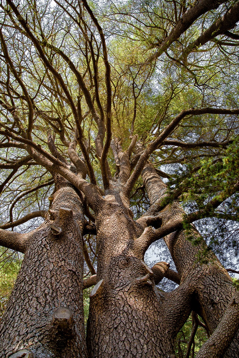 910x1363 Cedar tree 1080P, 2K, 4K, 5K HD wallpaper free download