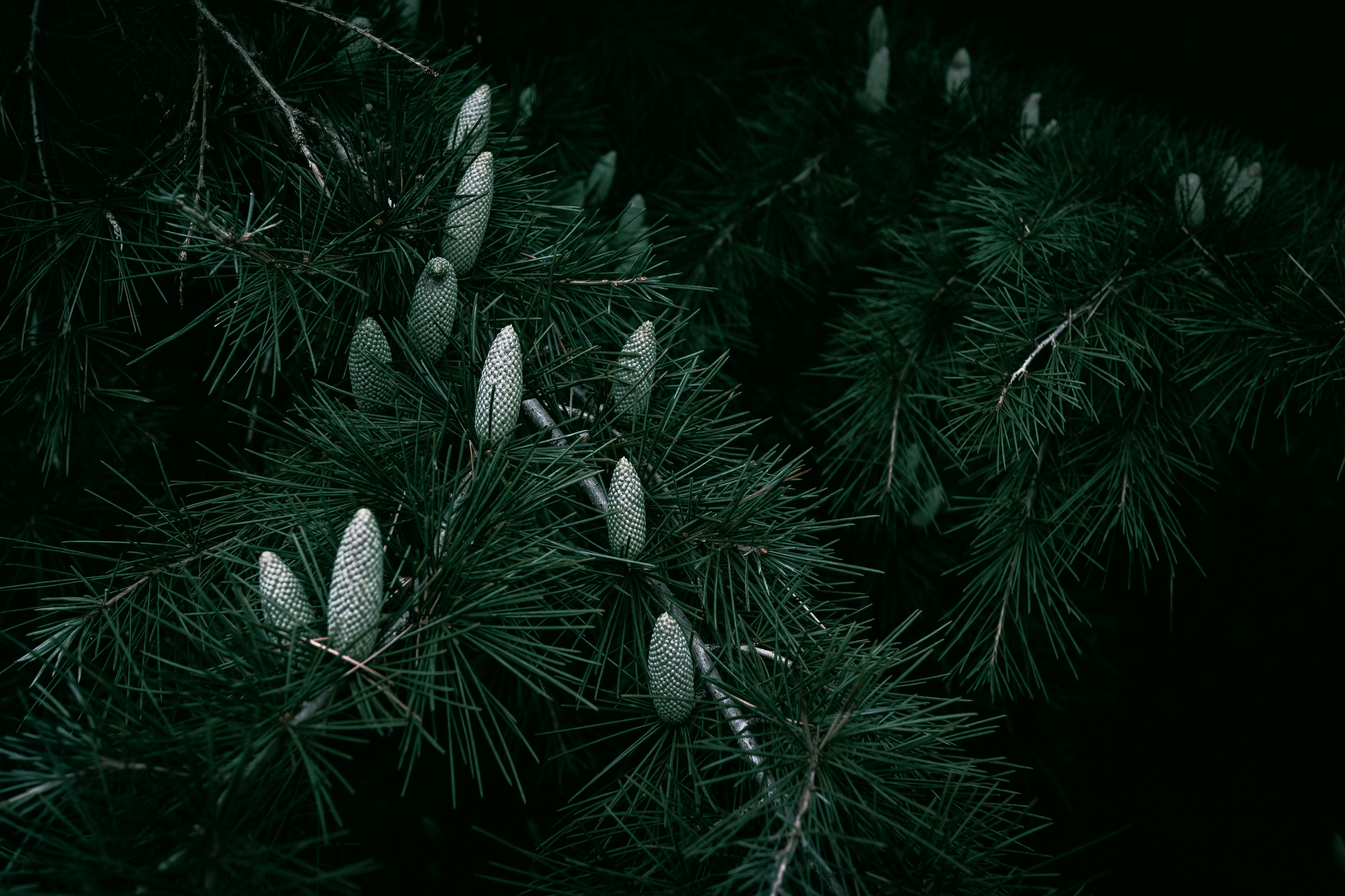 6960x4640 Cones on Cedar Tree Branches · Free