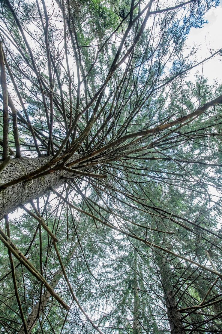 740x1110 Big Cedar Tree Photo Free High Quality Picture