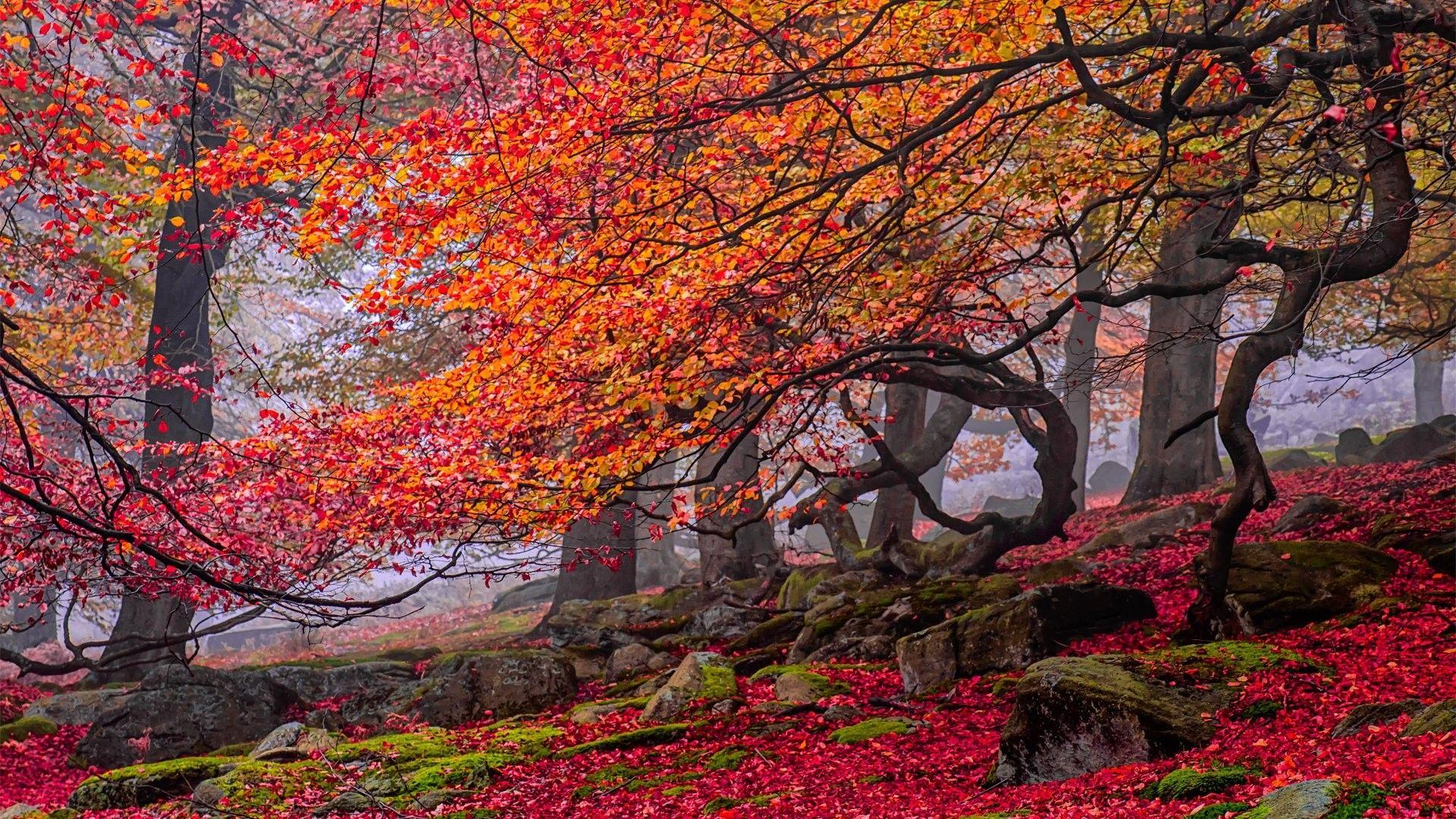 1920x1080 HD, curves, Trees, Rocks, Autumn, Tumblr, Free Landscape, Yellow