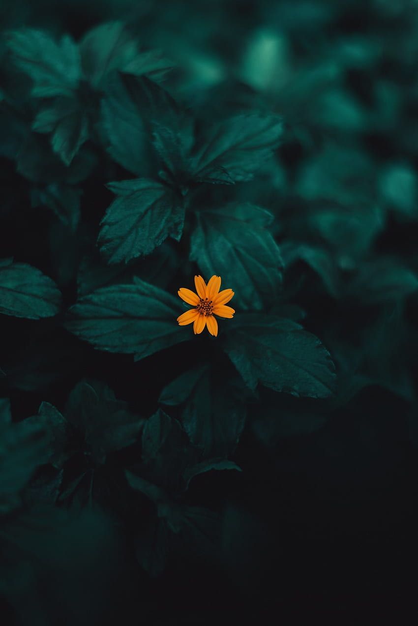 850x1273 Small HD wallpaper
