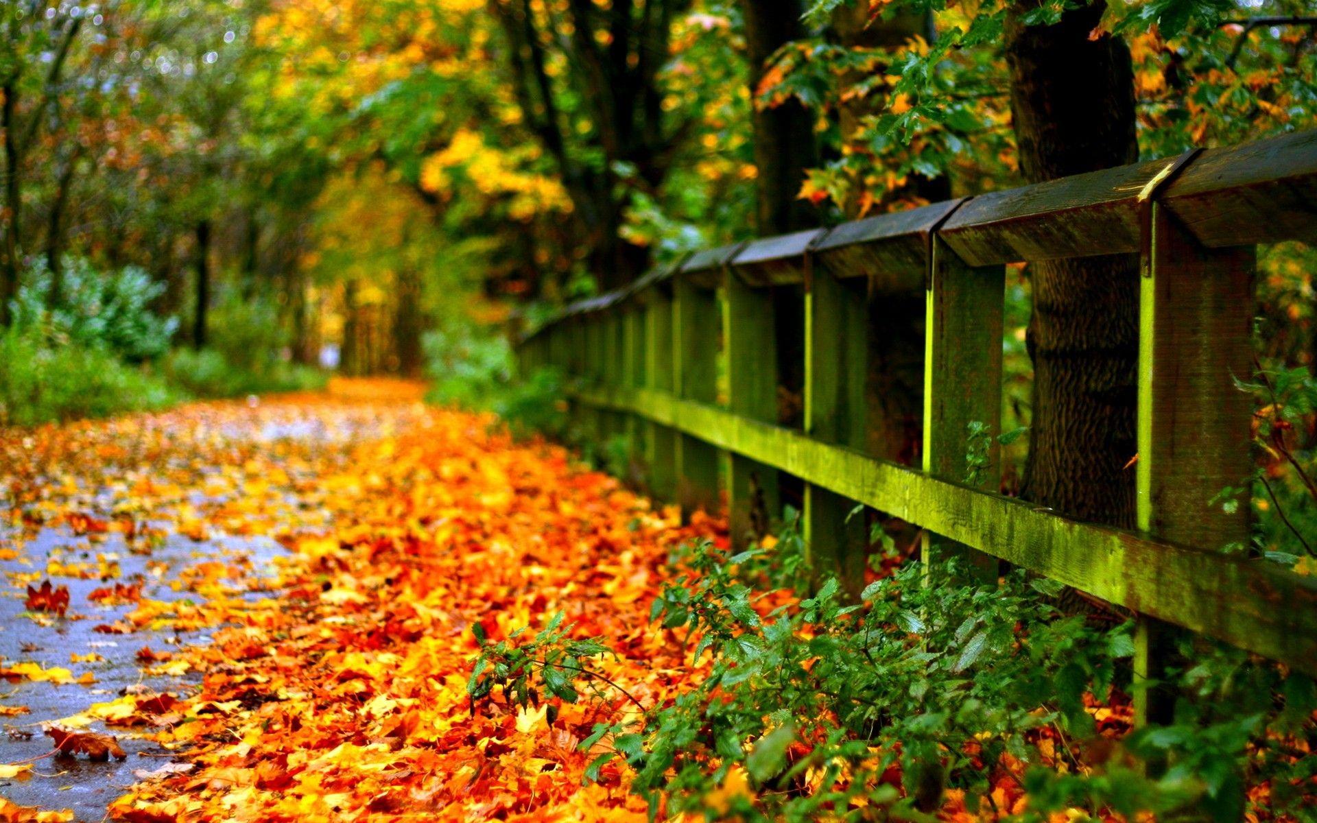 1920x1200 HD Laptop Wallpaper