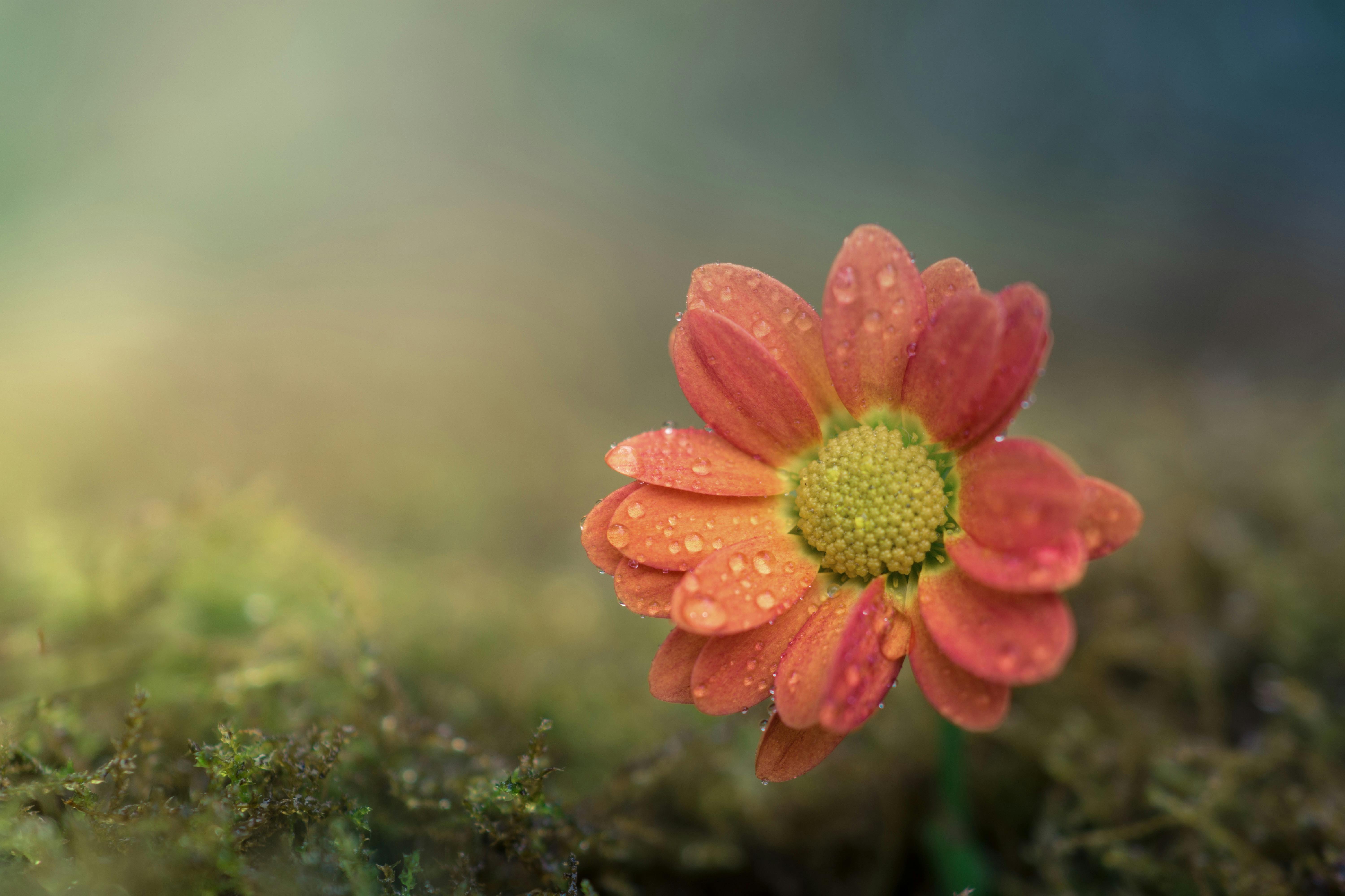 6000x4000 Shallow Focus of Pink Flower · Free