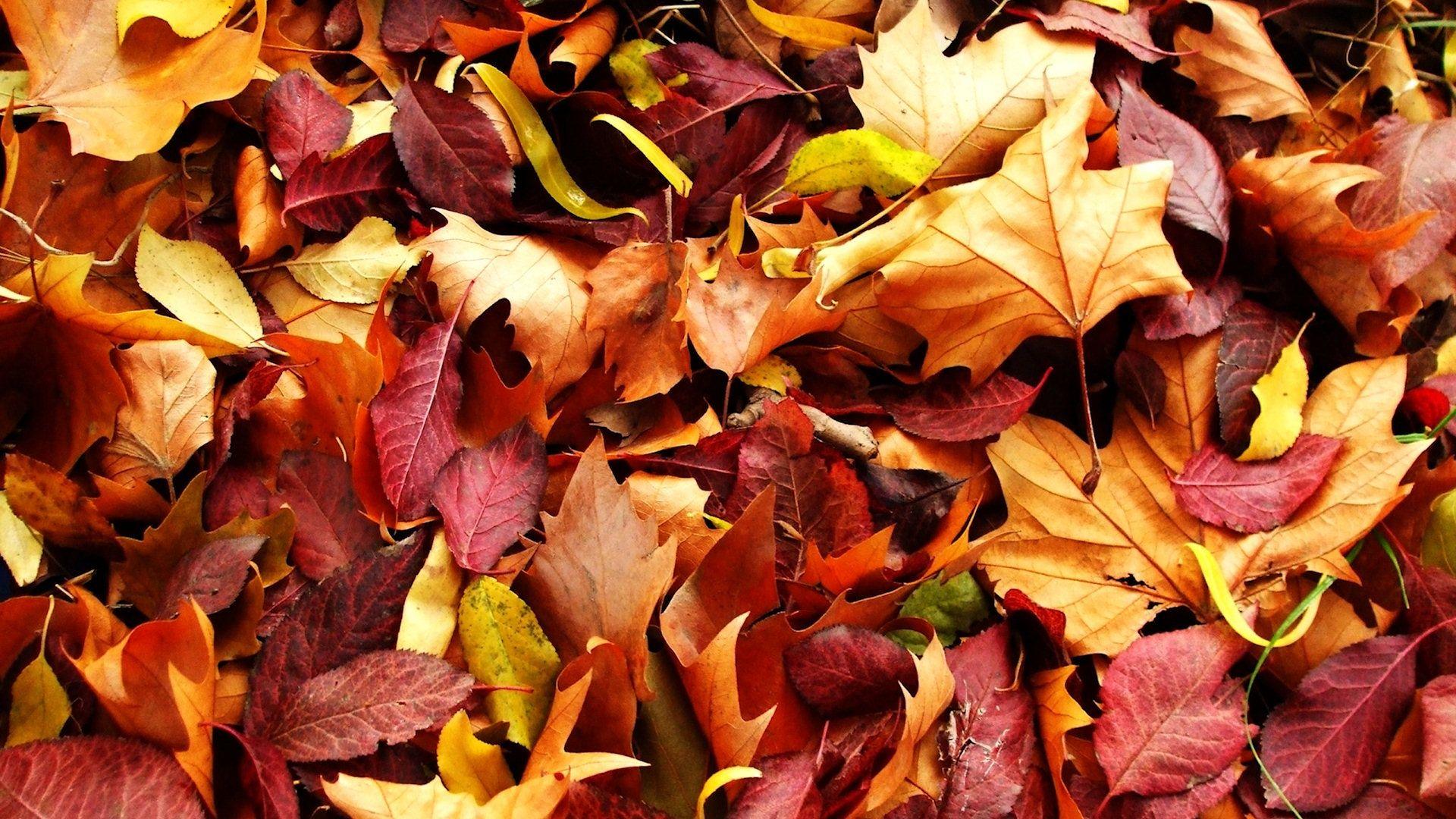 1920x1080 Fall Leaves Computer Background. Fall