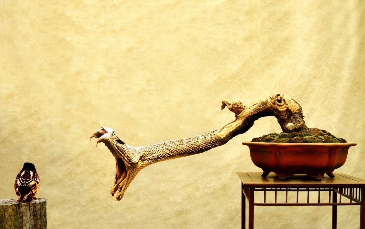 1280x804 Snake tree wallpaper. Snake tree