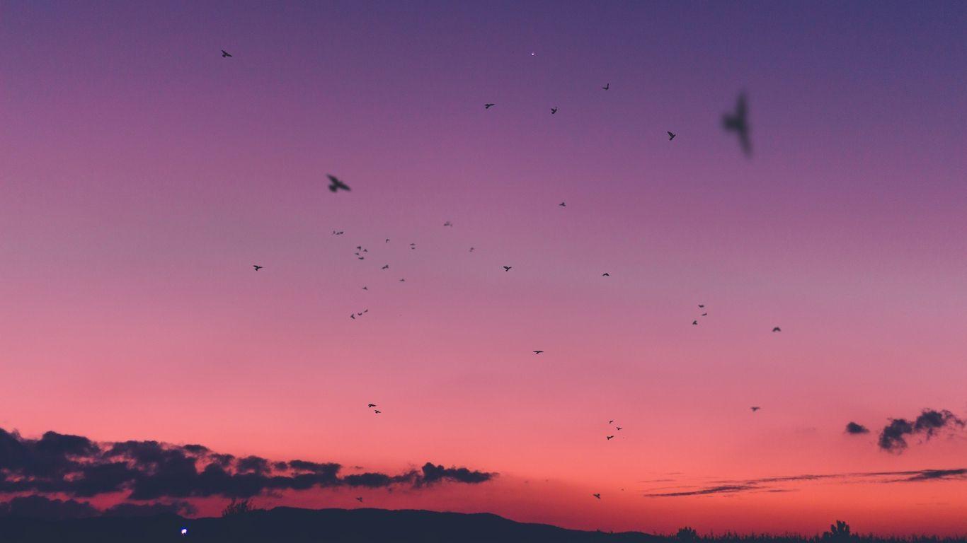1366x768 Download wallpaper 1366x768 sky, sunset, birds tablet, laptop HD