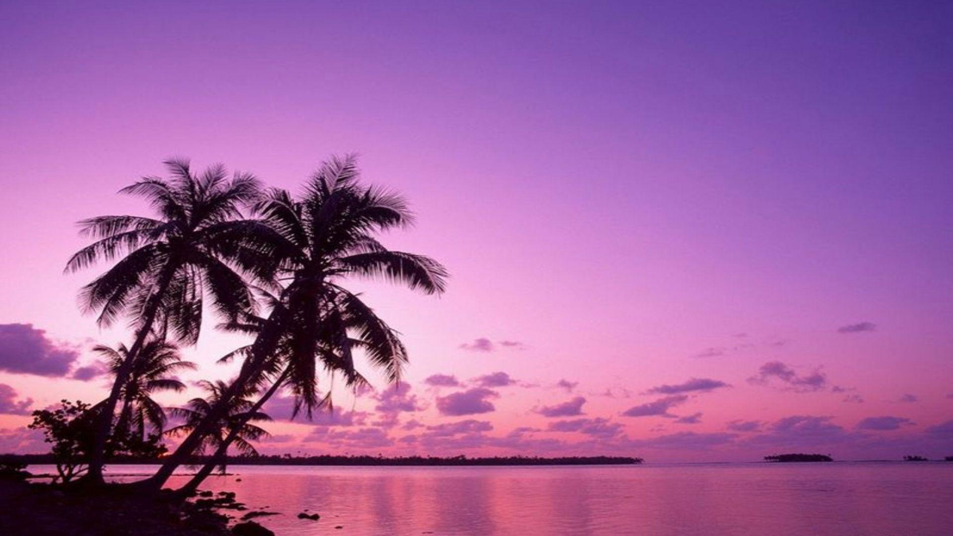 1920x1080 Free download purple tropical sky Wallpaper Computer Desktop