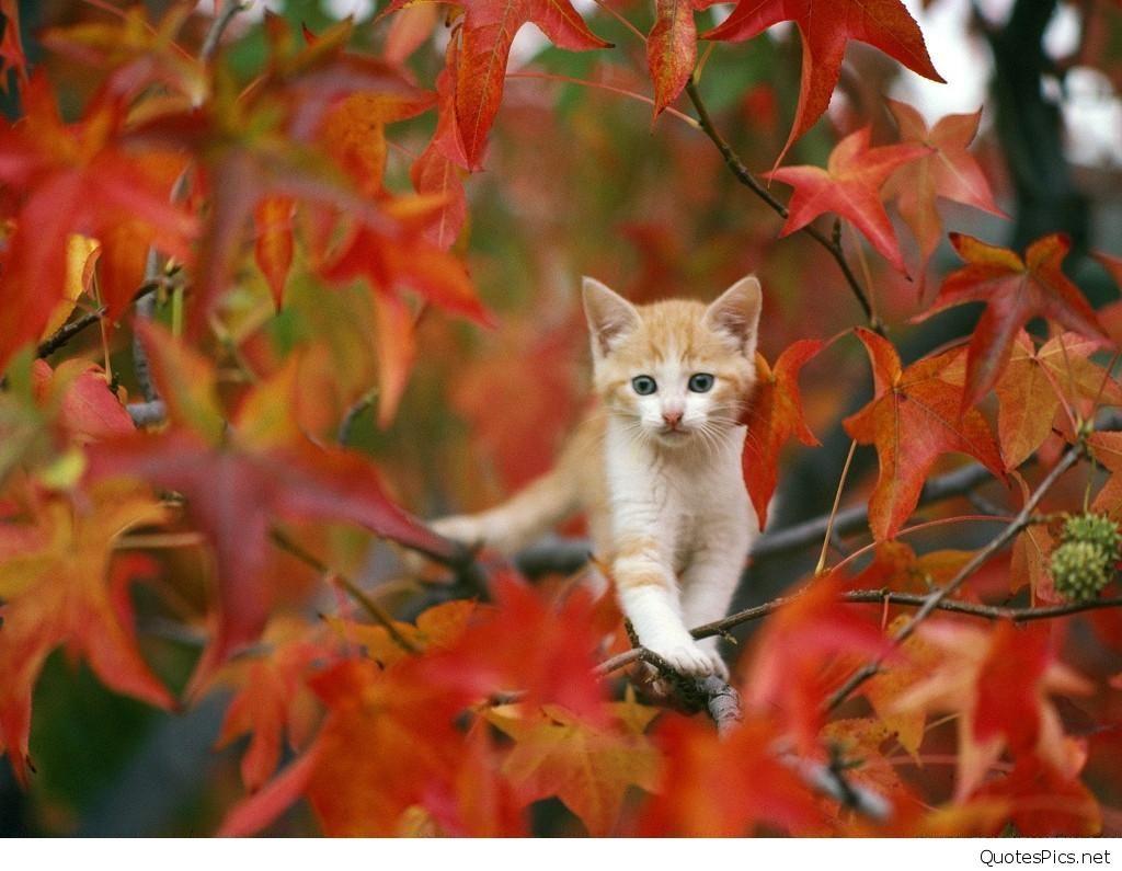 1024x795 Hello Autumn, September Fall Image, Wallpaper Gum Tree