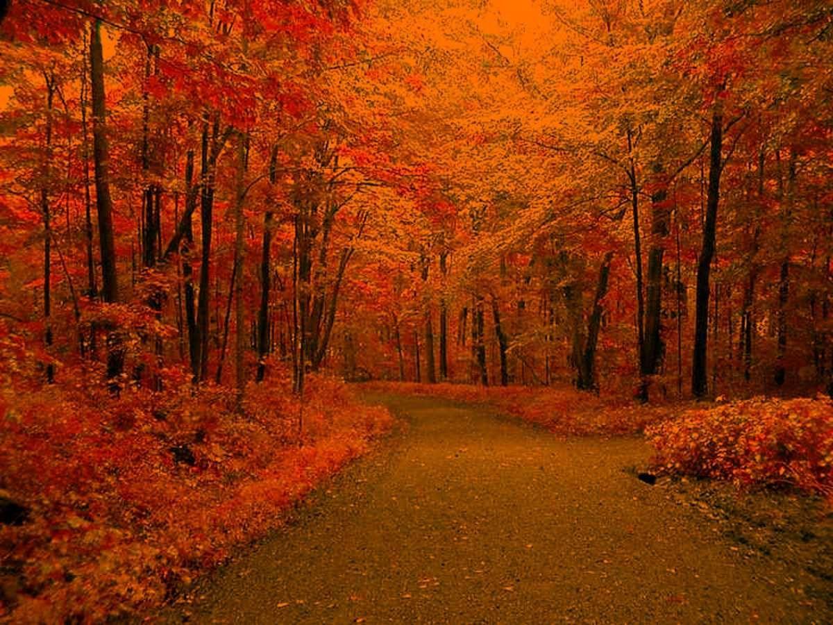 Cool Autumn Wallpapers - Top Free Cool Autumn Backgrounds - WallpaperAccess
