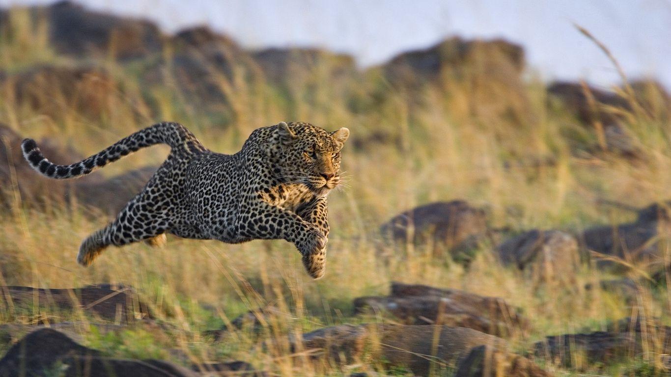 1366x768 Download wallpaper 1366x768 leopard, grass, run, jump, shoot