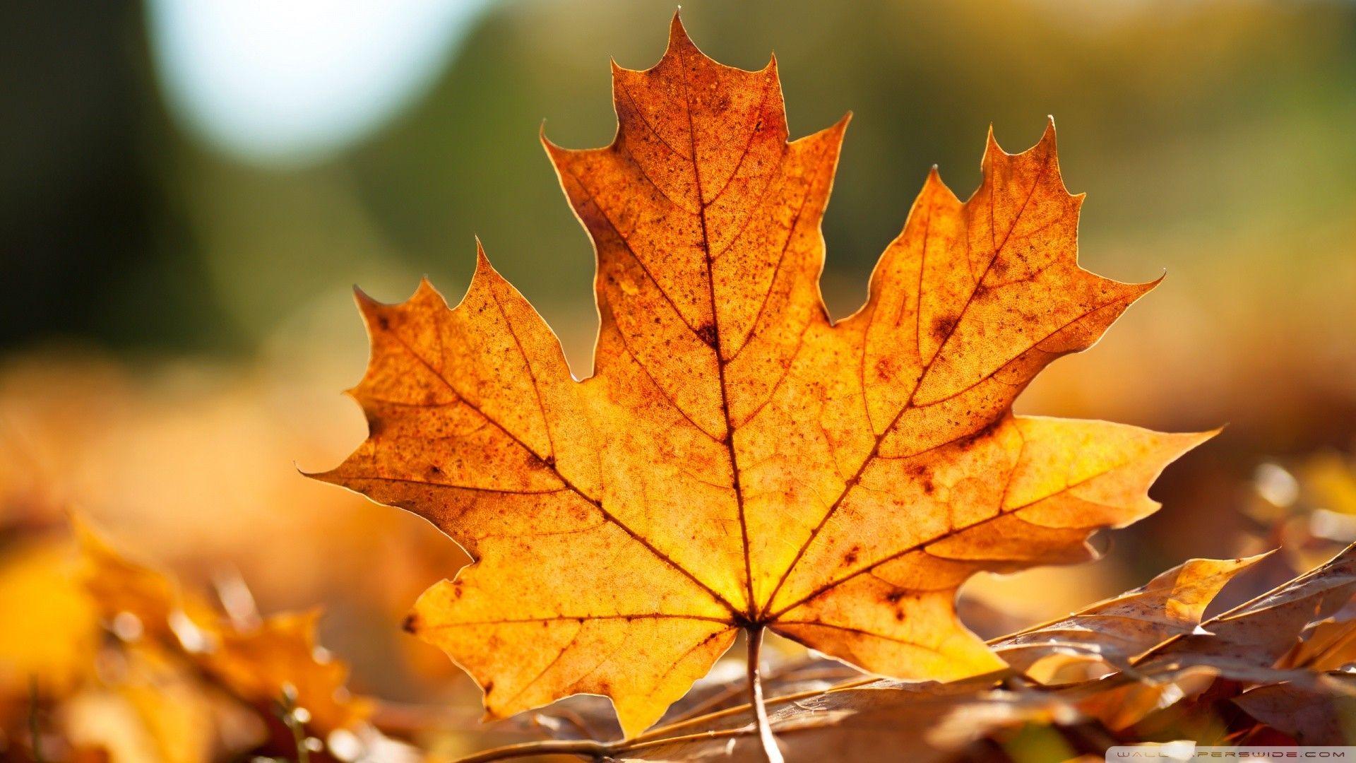 1920x1080 Fall Wallpaper HD 1920x1080