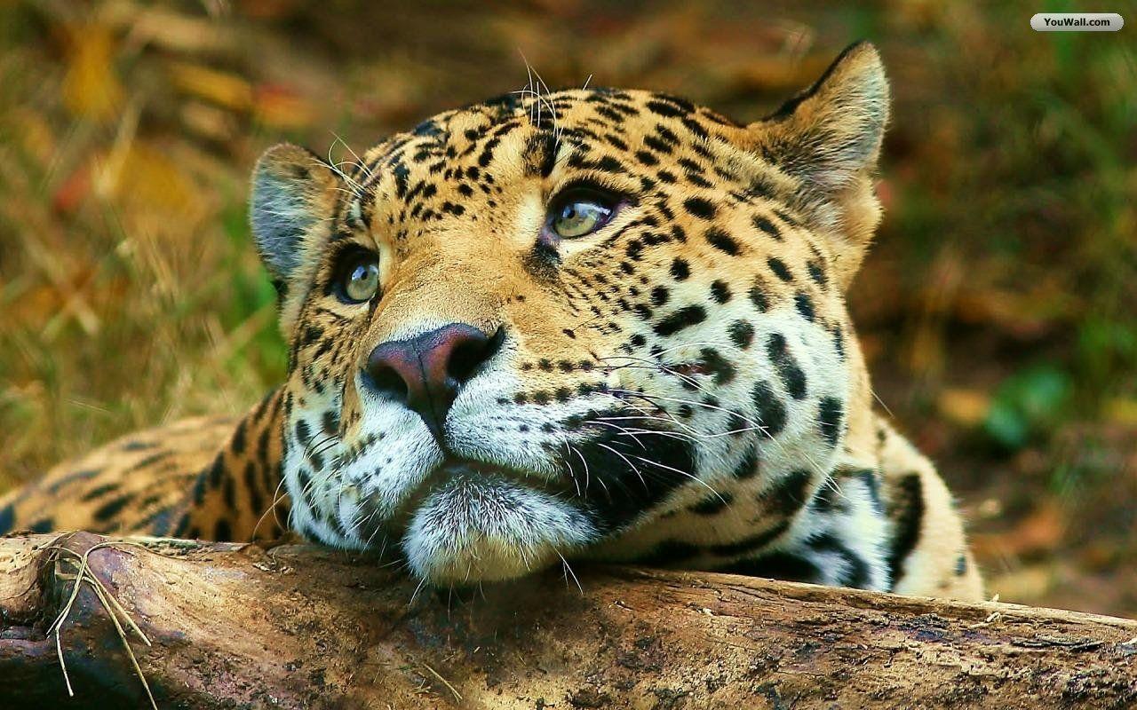 1280x800 Free download Leopard Wallpaper wallpaperwallpaperfree