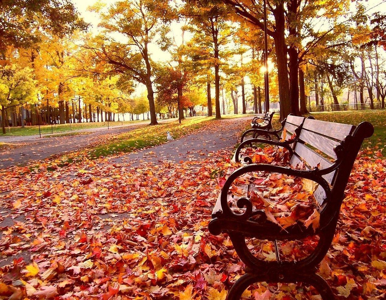 Cool Autumn Wallpapers - Top Free Cool Autumn Backgrounds - WallpaperAccess