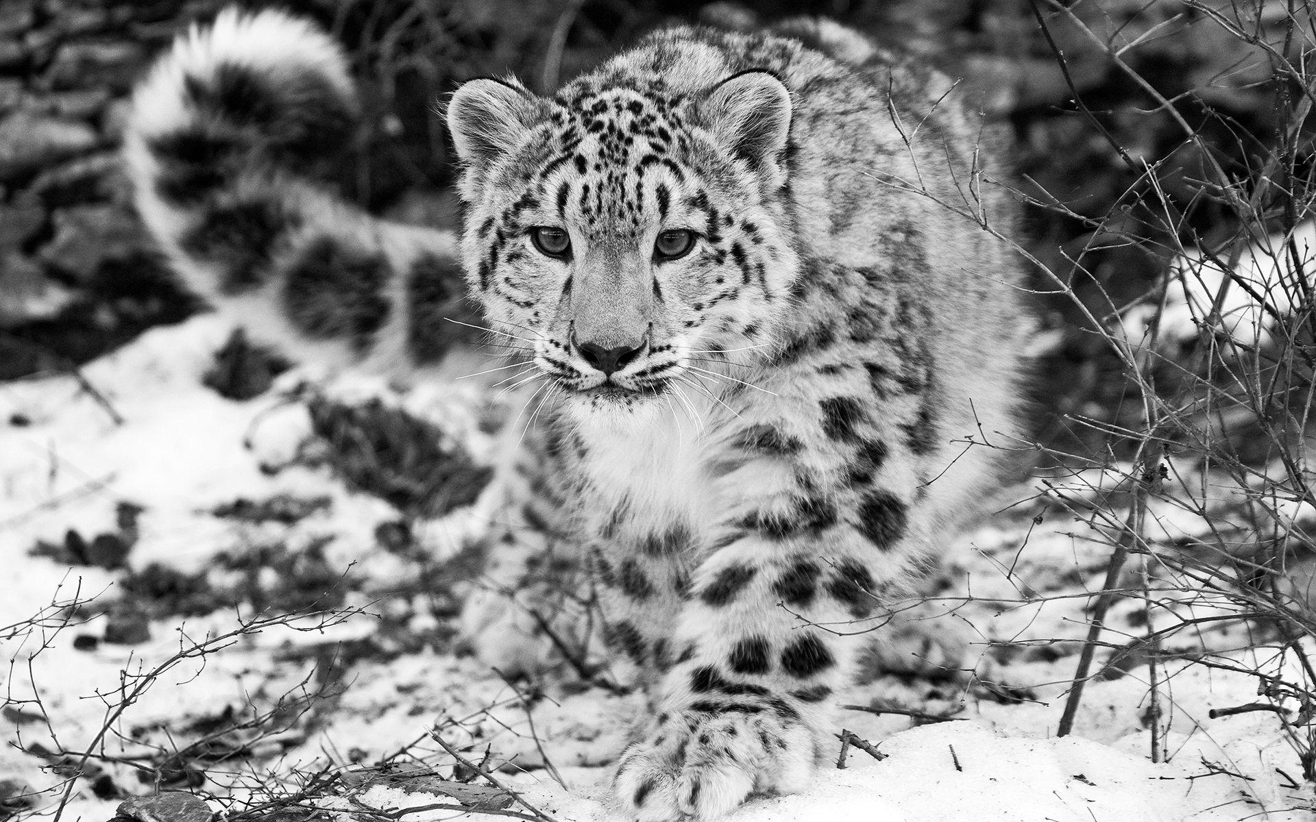 1920x1200 Cute Snow Leopard wallpaperx1200