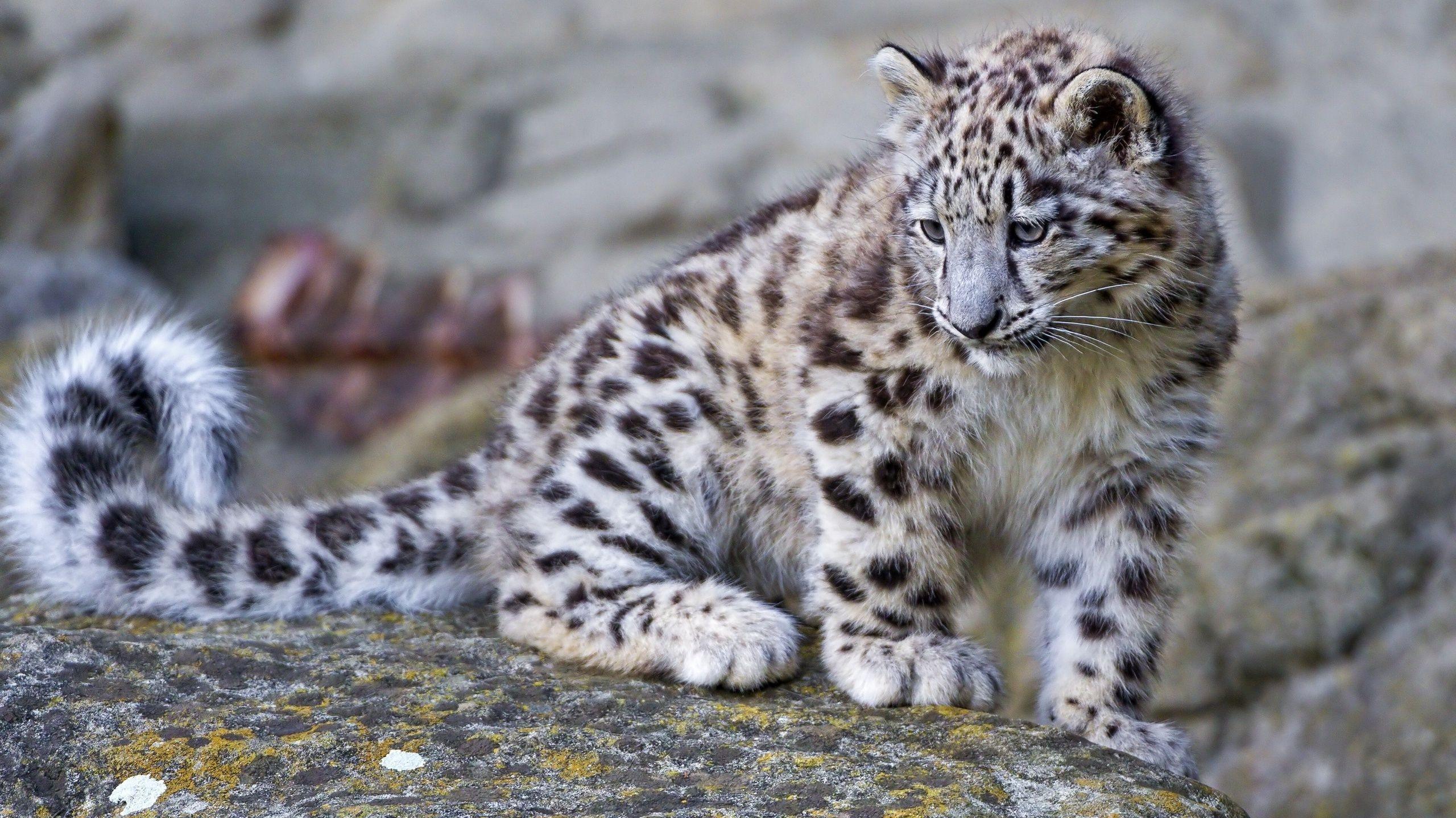 2560x1440 Leopard Wallpaper, Picture