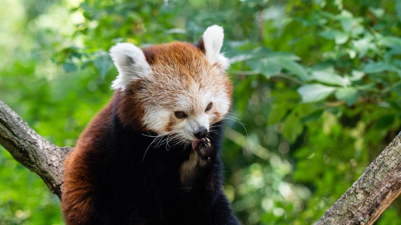 1366x768 Download wallpaper 1366x768 fire panda, small panda, red panda