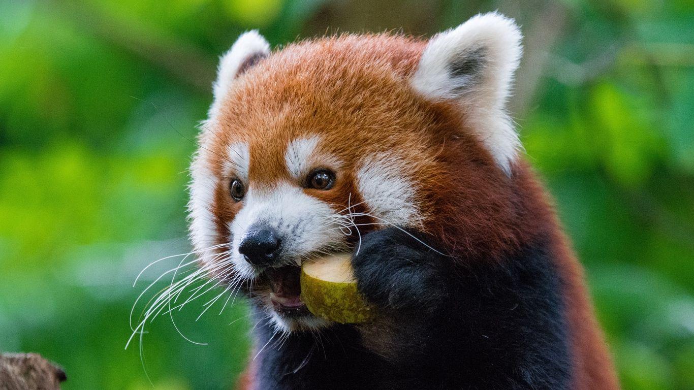 1366x768 Download wallpaper 1366x768 red panda, fiery panda, food tablet