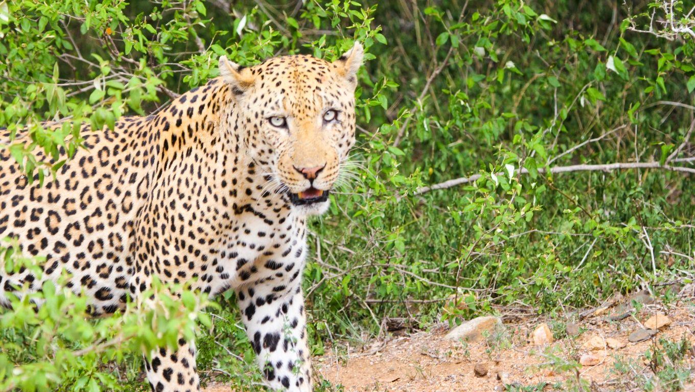 1360x768 leopard, cheetah, predator Desktop Laptop HD Wallpaper