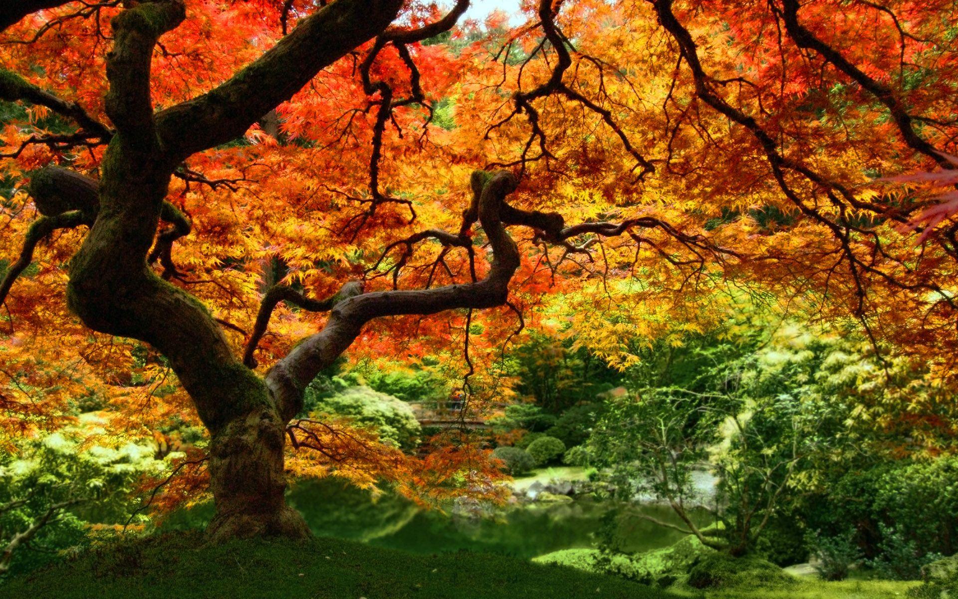 1920x1200 Autumn Leaves Wallpaper, Full HD Autumn Leaves