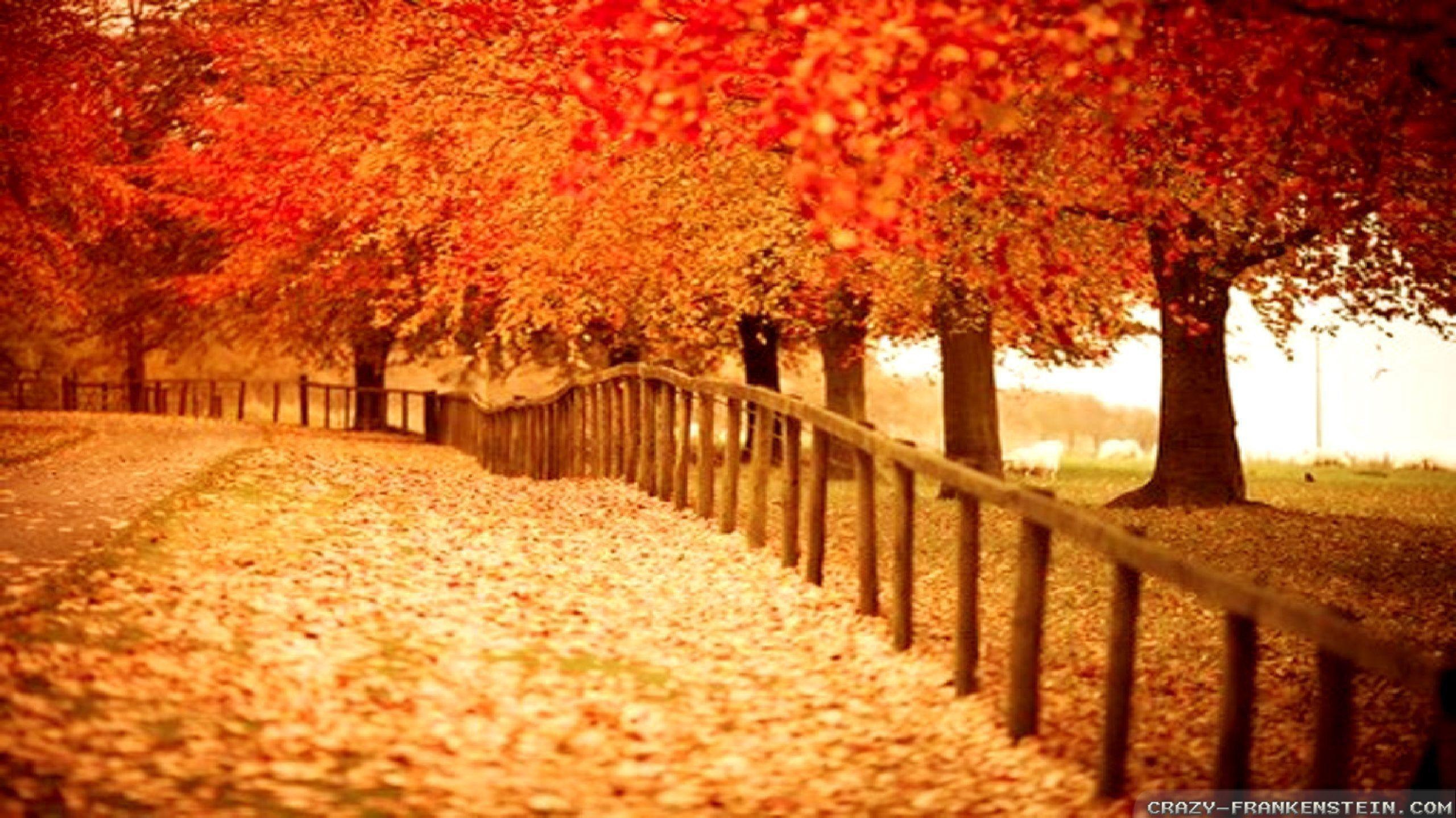 2560x1440 Autumn Wallpaper for Desktop