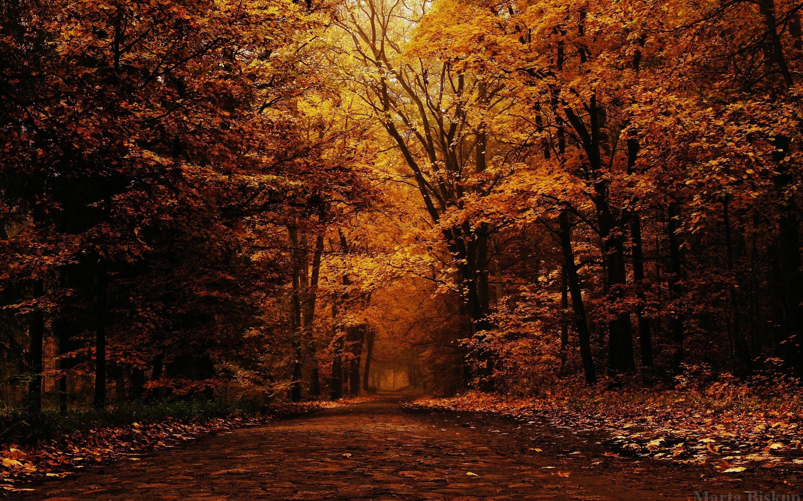 2560x1600 Mood autumn trees park wallpaperx1600