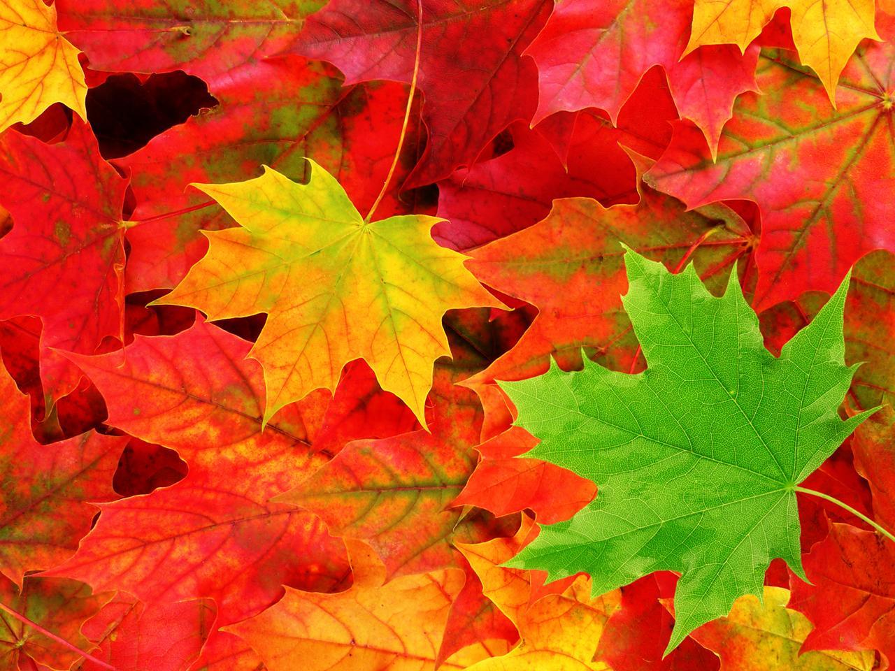 1280x960 Autumn Leaves wallpaperx960