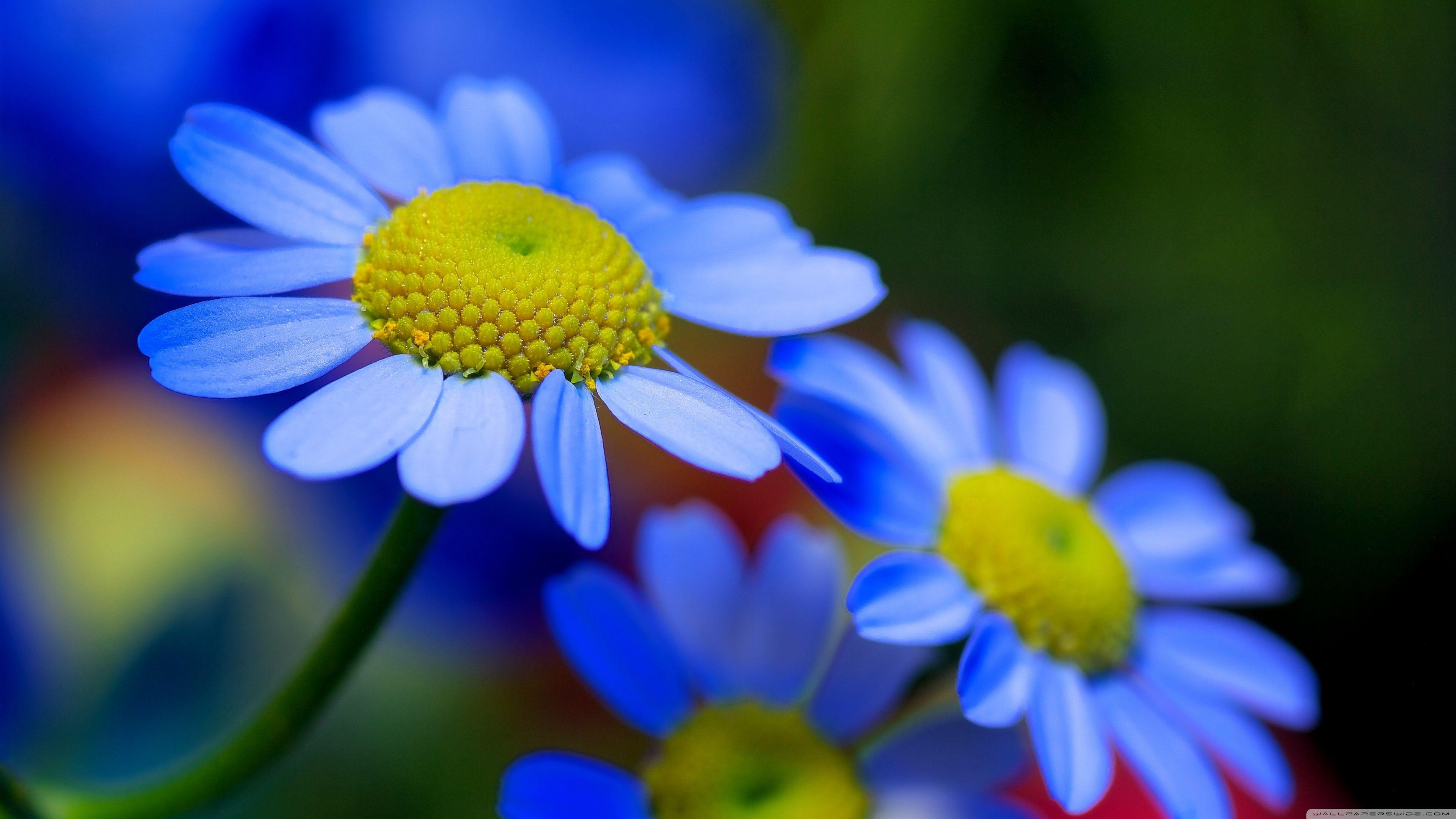 3840x2160 Flowers 4k Wallpaper